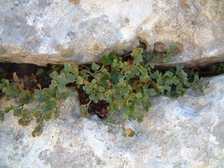 Asplenium ruta-muraria